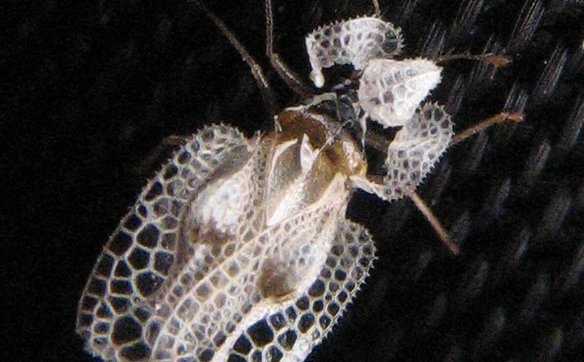 Obecność prześwietlika platanowego (Corythucha ciliata) i jego bliskiego kuzyna prześwietlika dębowe