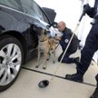 Francja. Pies wyszkolony do wykrywania ładunków wybuchowych