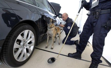 Francja. Pies wyszkolony do wykrywania ładunków wybuchowych