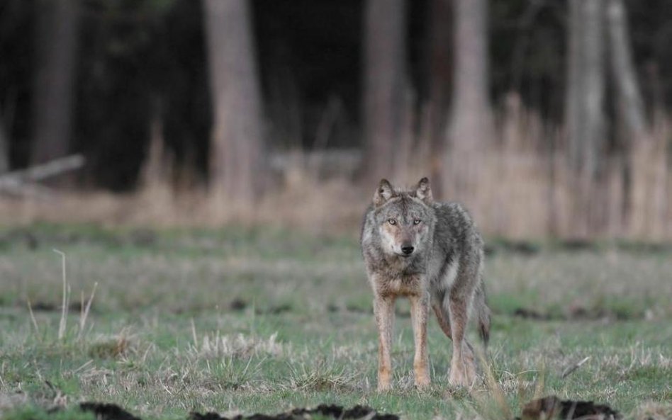 Wilki i rysie: Kolejno odlicz