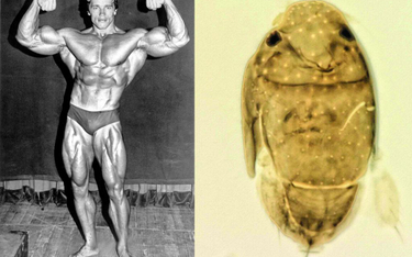 Mucha nazwana na cześć Schwarzeneggera