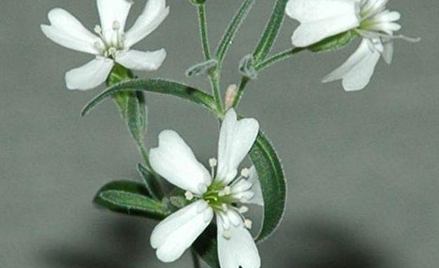 Roślina z epoki lodowej wyrosła w laboratorium
