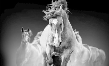 Inwestorzy nadal będą się trzymać swoich ulubionych spółek