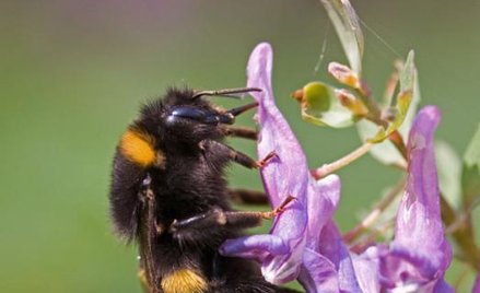 Trzmiel, Bombus sp. Długość ciała krajowych gatunków 9 – 23 mm. Wszystkie chronione
