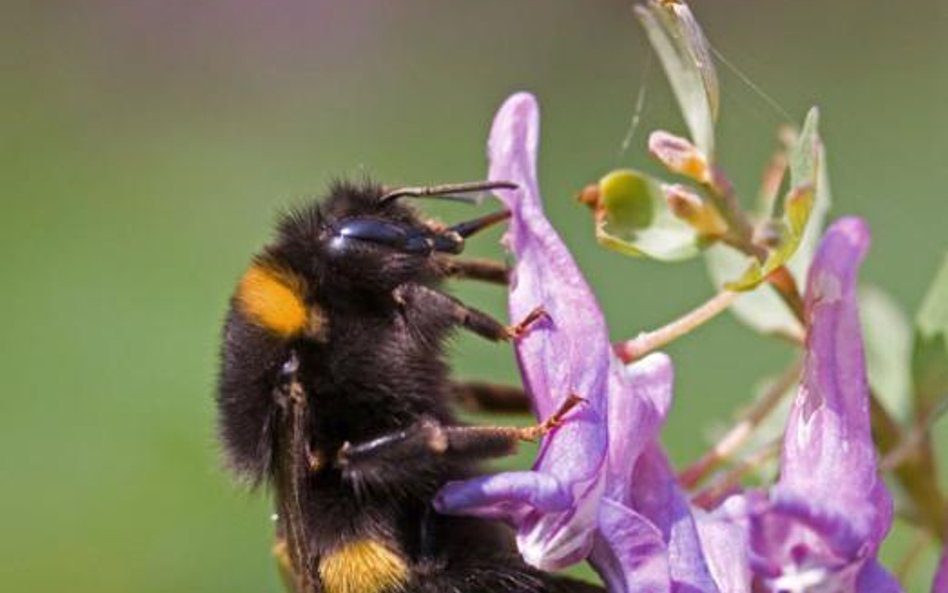 Trzmiel, Bombus sp. Długość ciała krajowych gatunków 9 – 23 mm. Wszystkie chronione