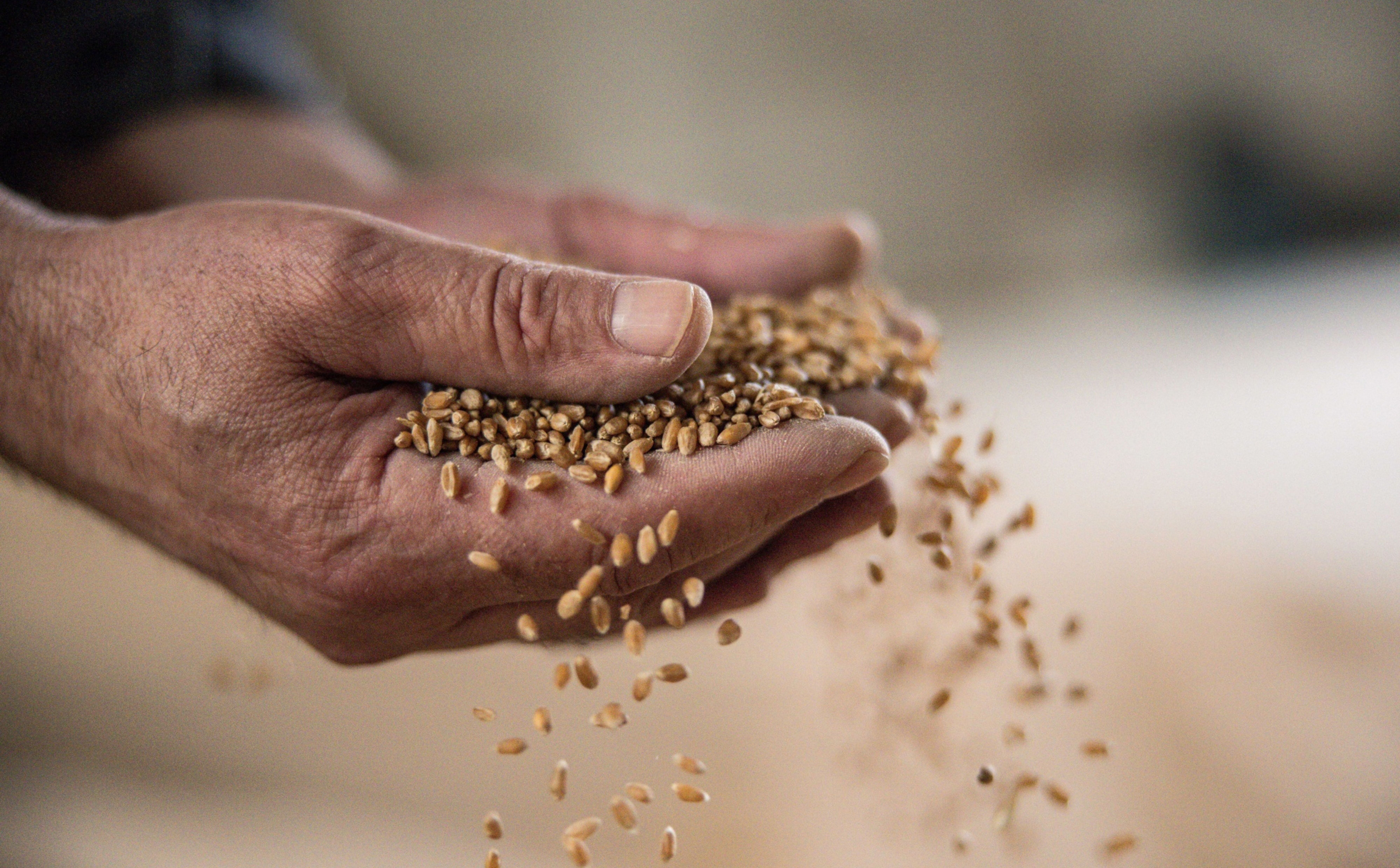 Polskie rolnictwo może na umowie z Mercosur stracić najwięcej w UE. Inni zyskają