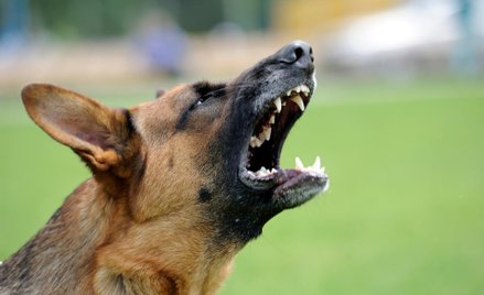 Z jakiego ubezpieczenia pokryć szkody wyrządzone przez psa rolnika