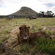 Lwy "uciekły" przed grozą wojny w Iraku i Syrii do RPA