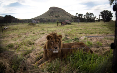 Lwy "uciekły" przed grozą wojny w Iraku i Syrii do RPA