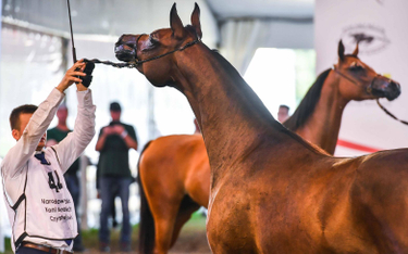 Konie ze stadniny w Janowie Podlaskim są jedną z wizytówek polskiej hodowli