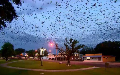 Tysiące nietoperzy nękają australijskie miasteczko