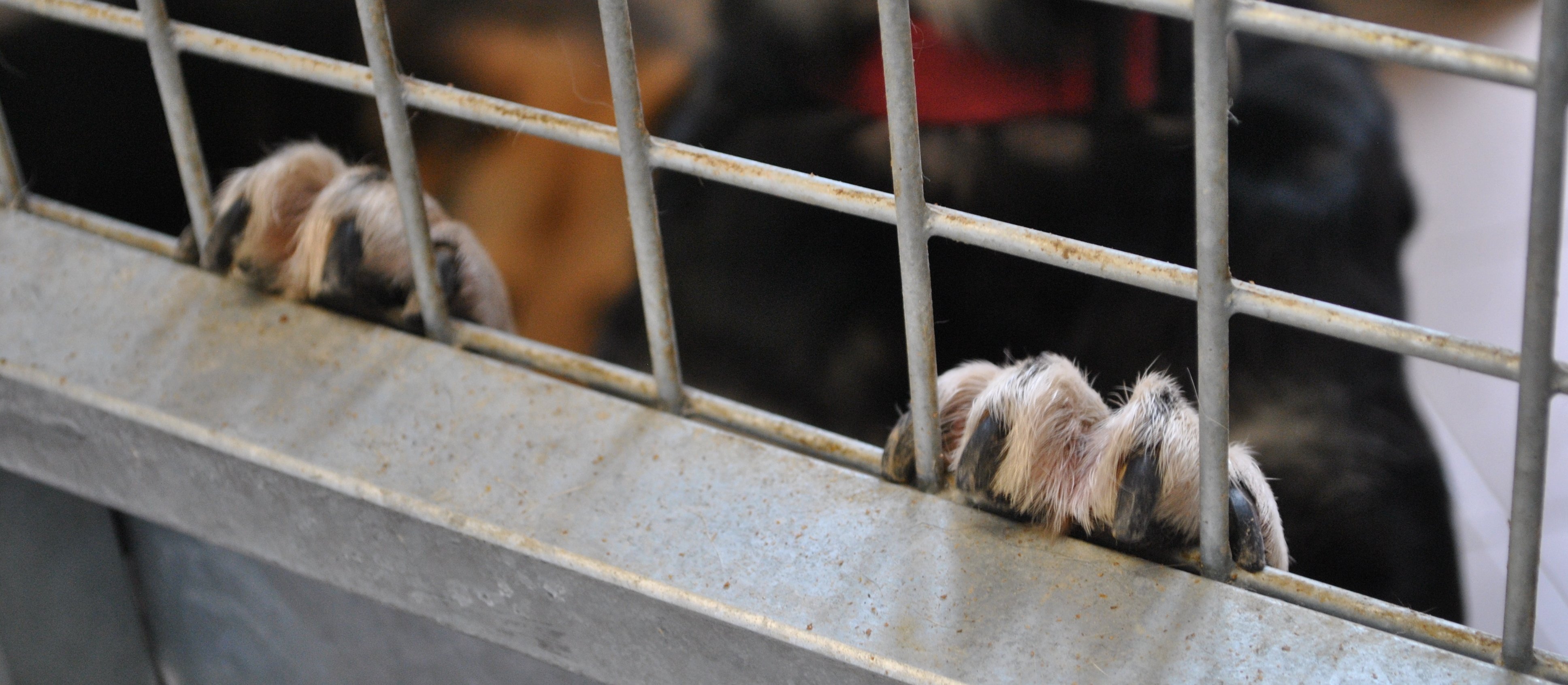 Patoschroniska w Polsce. Prof. Andrzej Elżanowski: Czipowanie nie rozwiąże problemu