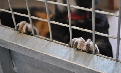 Chipowanie zwierząt jest pożądane głównie dla zagubionych zwierząt mających opiekunów, ale to nie je