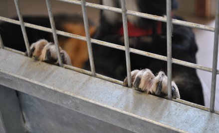 Chipowanie zwierząt jest pożądane głównie dla zagubionych zwierząt mających opiekunów, ale to nie je