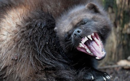 28 stycznia, Francja. Rosomak w ZOO w Rhodes.