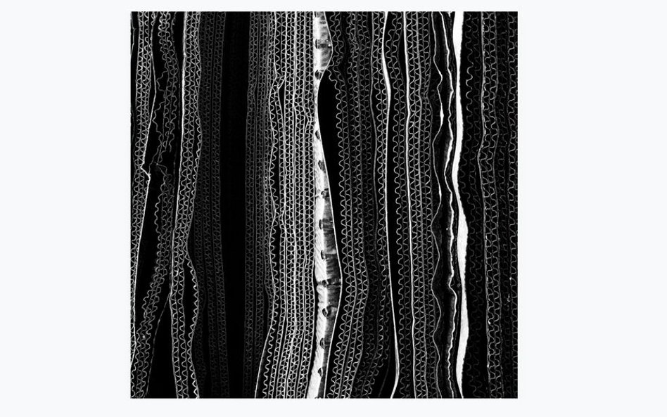 1. miejsce: Glenn Homann