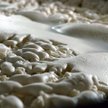 Brackie piwo w czasie fermentacji - Materiały prasowe/Żywiec