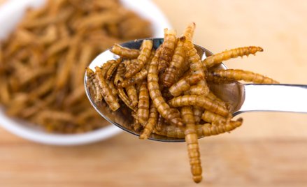 Owady trafią legalnie do pieczywa