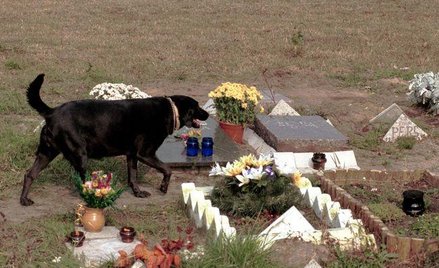 Na cmentarzu dla zwierząt w Koniku Nowym