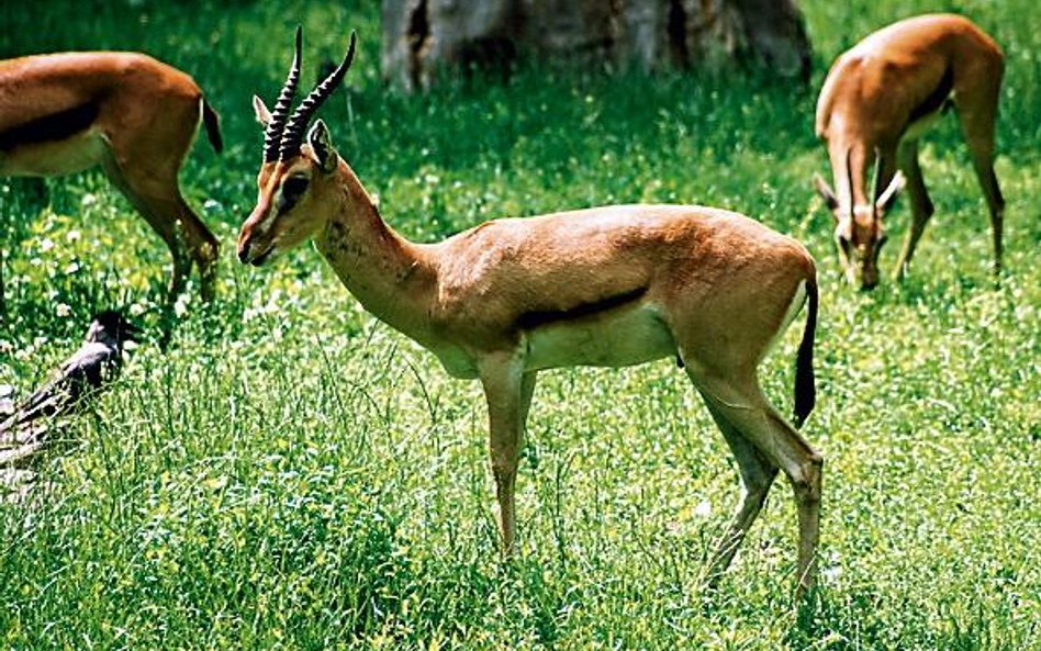 Gazel rudoczelnych już w zoo nie będzie