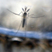 Zakażenie wirusem Zika kobiety w ciąży może wywoływać małogłowie u jej dziecka