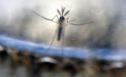 Zakażenie wirusem Zika kobiety w ciąży może wywoływać małogłowie u jej dziecka