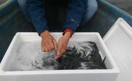 Zarybianie węgorzami Jeziora Mikołajskiego.