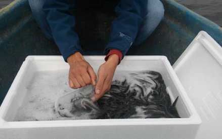 Zarybianie węgorzami Jeziora Mikołajskiego.