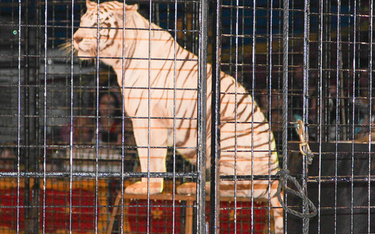Ochrona zwierząt a cyrk objazdowy: Akrobaci zamiast tygrysów
