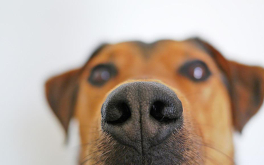 Psy wywęszą zrabowane zabytki. Zwierzęta pomogą kustoszom