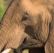 Genetycy uratują słonie
