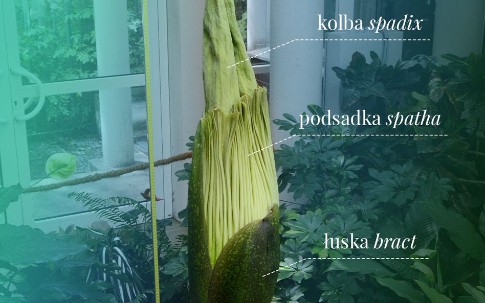 Najważniejsze części dziwidła olbrzymiego