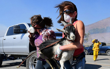 Laura Horvitz i Robyn Phipps pomagają ratować kozy z rancza nieopodal Prezydenckiej Biblioteki Ronal