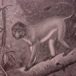 Langur de Miller