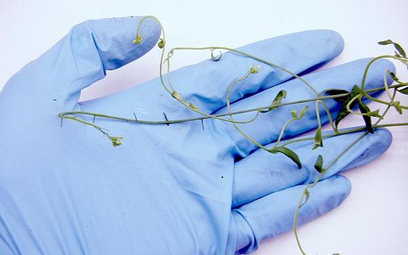 Arabidopsis thaliana przed transformacją