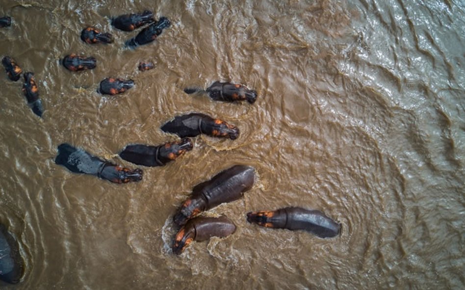 Hipopotamy w Parku Narodowym Serengeti