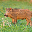 Szkody łowieckie: Bez elektrycznego pastucha nie będzie odszkodowania za zniszczone plony