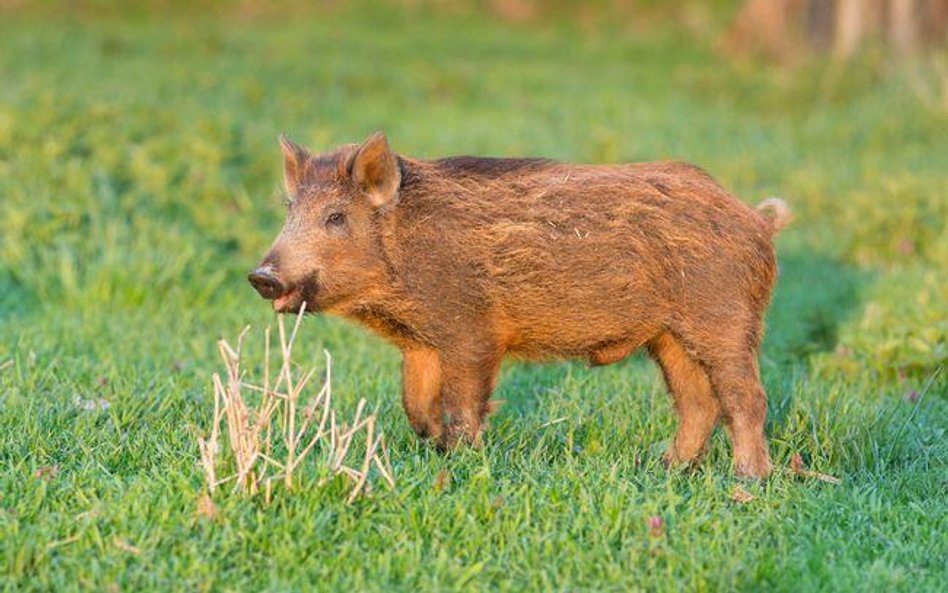 Szkody łowieckie: Bez elektrycznego pastucha nie będzie odszkodowania za zniszczone plony