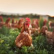 CDC ostrzega Amerykanów: nie całujcie drobiu