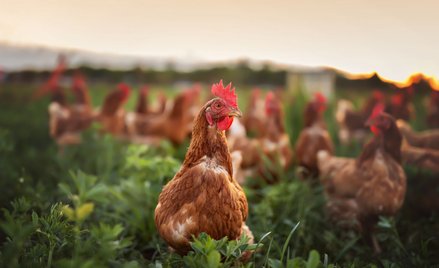CDC ostrzega Amerykanów: nie całujcie drobiu