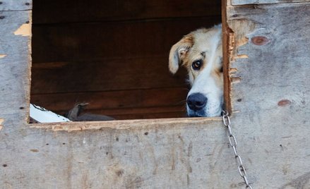Więcej praw dla zwierząt i ich obrońców