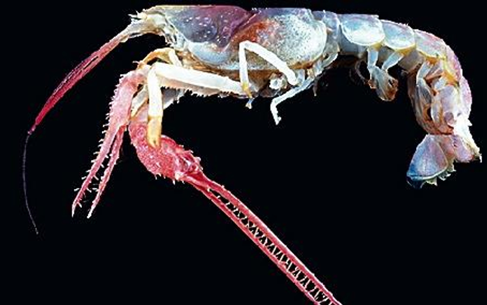 fot. census of marine life