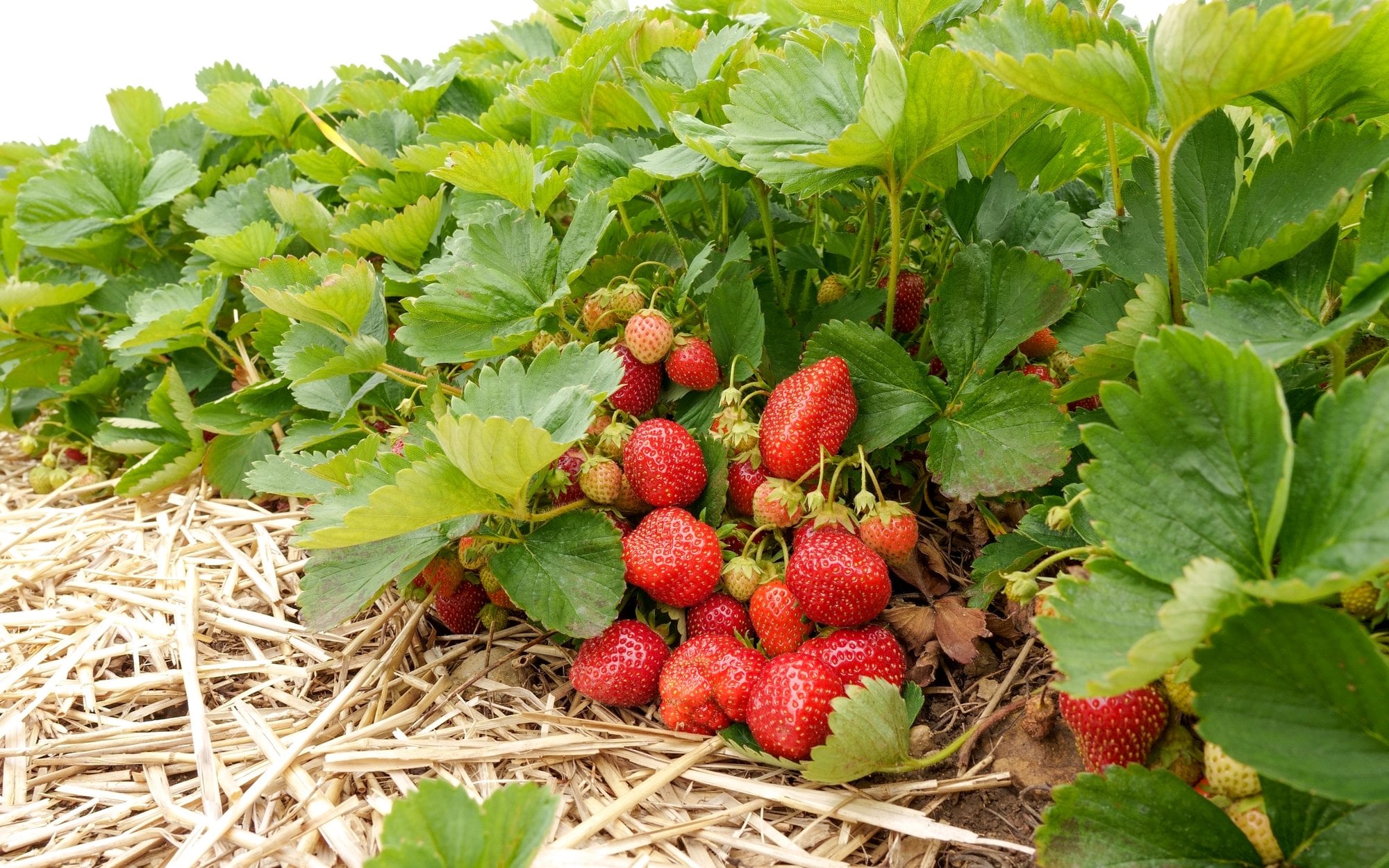 Egipt zalewa polski rynek mrożonymi truskawkami. Padł rekord