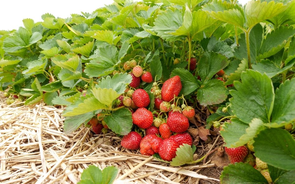 W zeszłym roku Polska importowała 62,2 tys. ton mrożonych truskawek z Egiptu