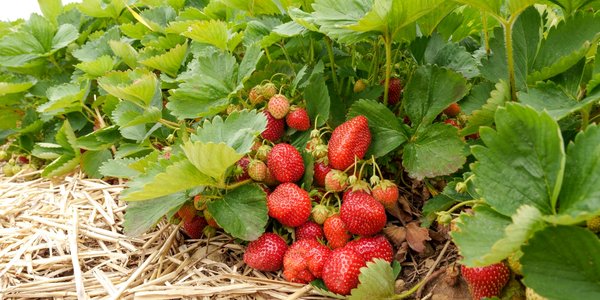 Egipt zalewa polski rynek mrożonymi truskawkami. Padł rekord