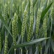 Pogoda namieszała na polach. Zbiory spadną, ale ceny żywności mogą uniknąć szoku