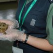 Służba Celna przechwyciła niemal 200 żółwi