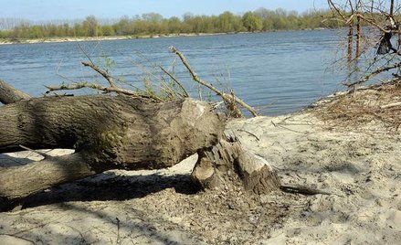 Odszkodowania za straty spowodowane przez bobry wypłaca państwo