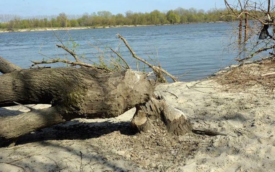 Odszkodowania za szkody zwierząt nie dla wszystkich