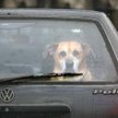 Najchętniej sprowadzaną marką jest niezmiennie Volkswagen. Głównym rynkiem dla polskich prywatnych i